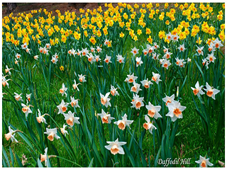 mclaughlin farm daffodil hill